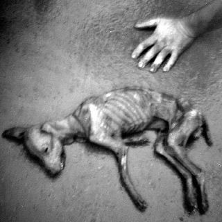 Aceite de perro (Ambrose Bierce)