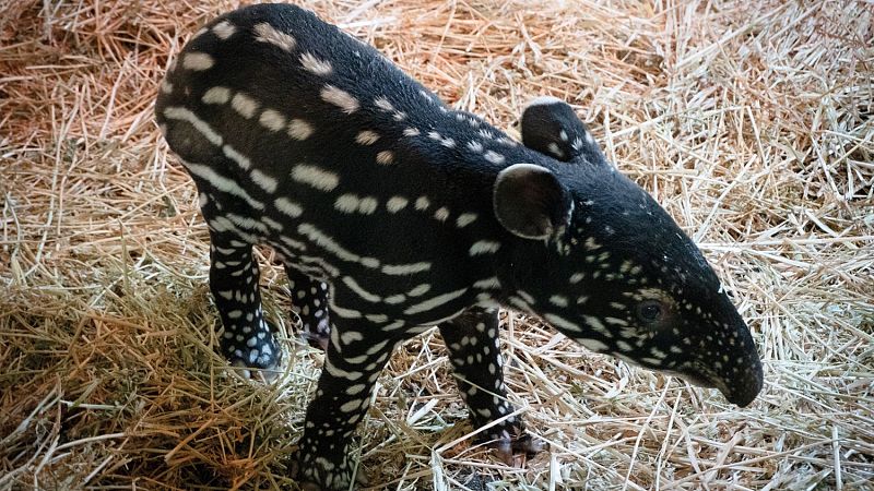 Nacimiento histrico de un tapir malayo en Espaa: "Es una gran noticia para la conservacin"