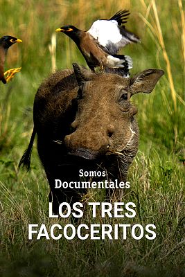 Los tres facoceritos